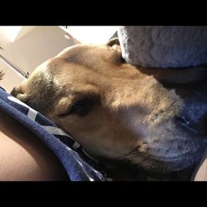 Meet your Posher, Jillam